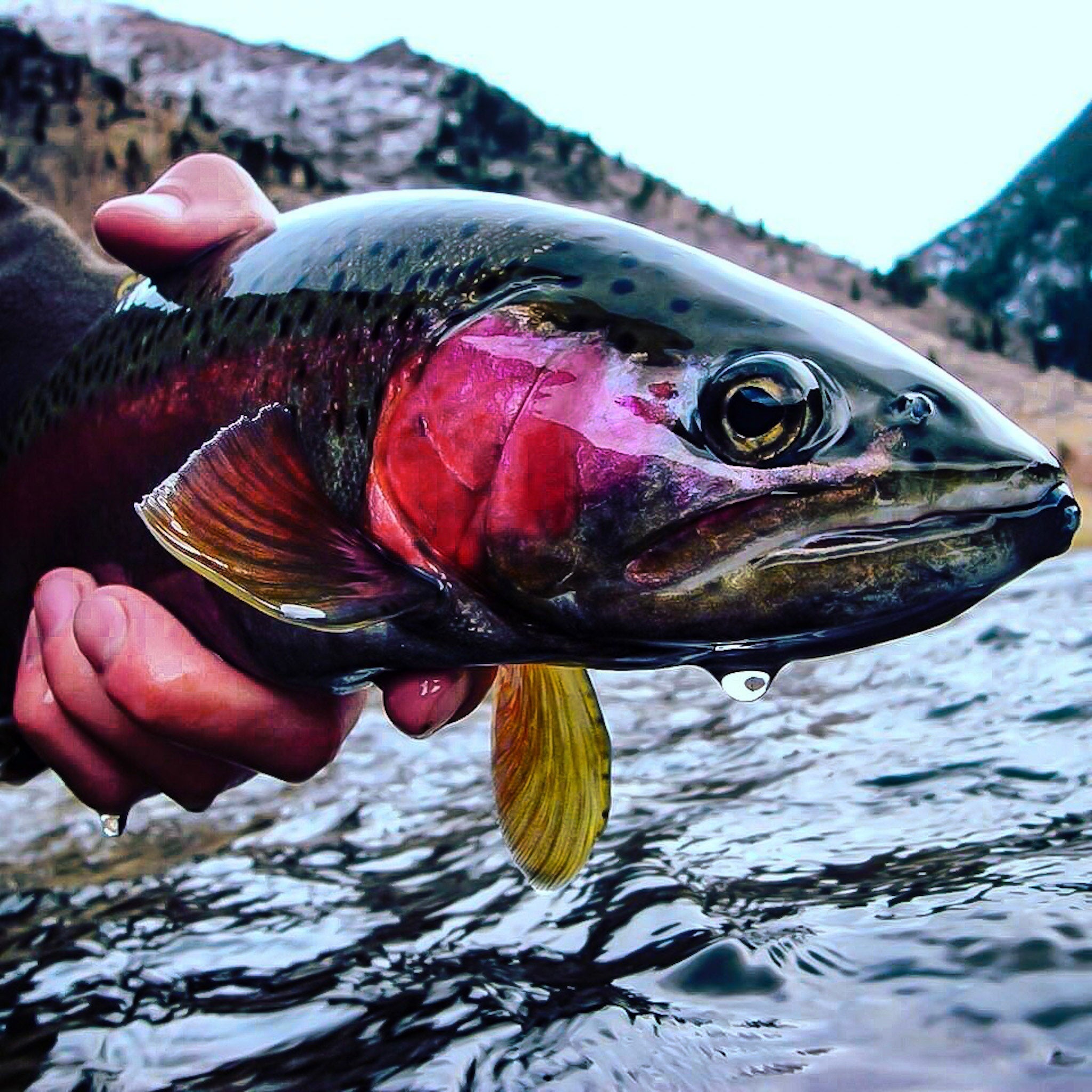 Spring Fly Fishing in Southwest Montana: Big Hole Opener, Tactics, and Gear Guide