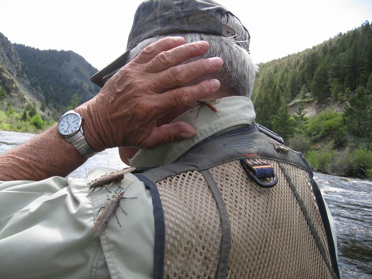 Big Bugs & Bright Days: Salmonflies, Golden Stones, and Summer Fishing on the Big Hole