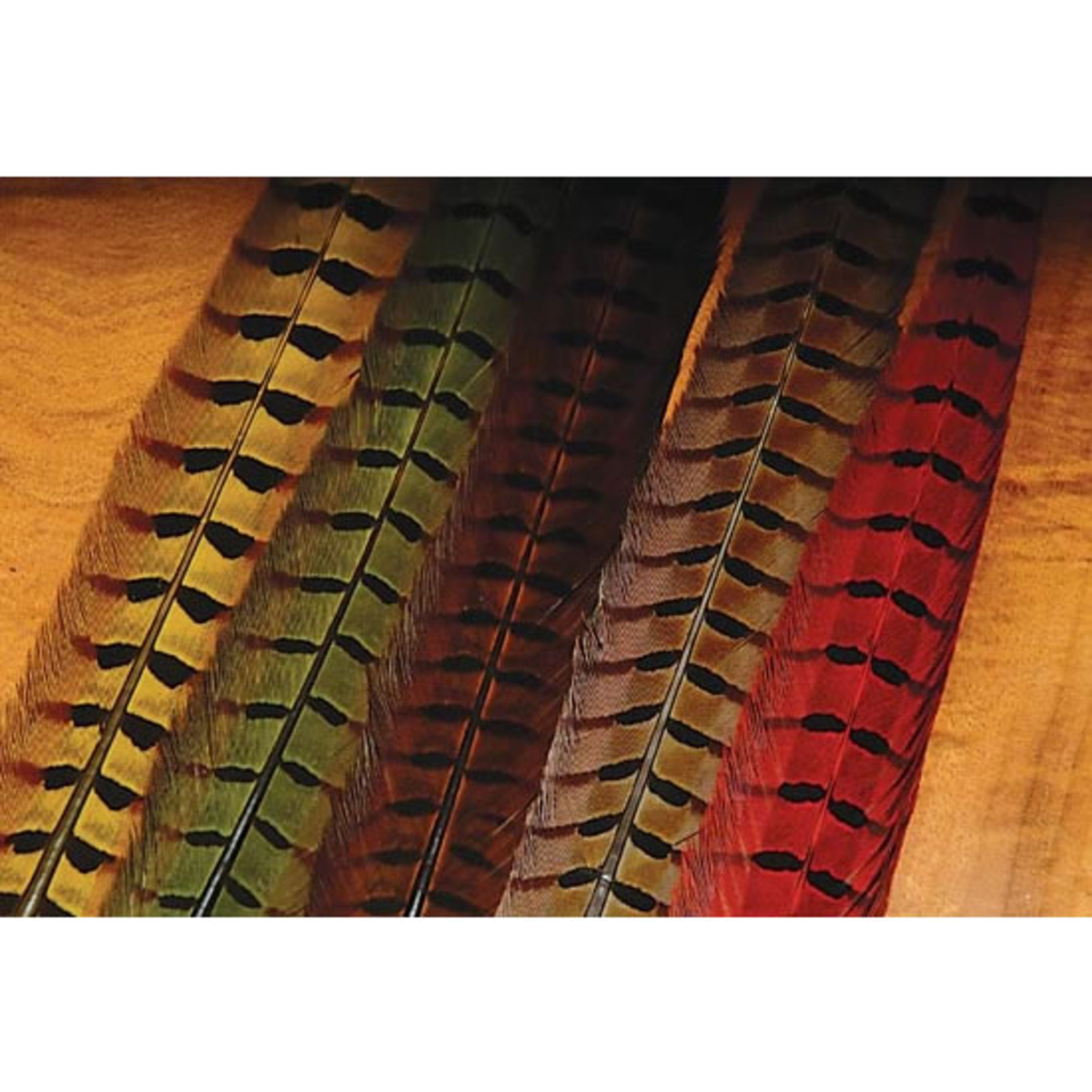 1 PAIR RINGNECK TAIL FEATHERS