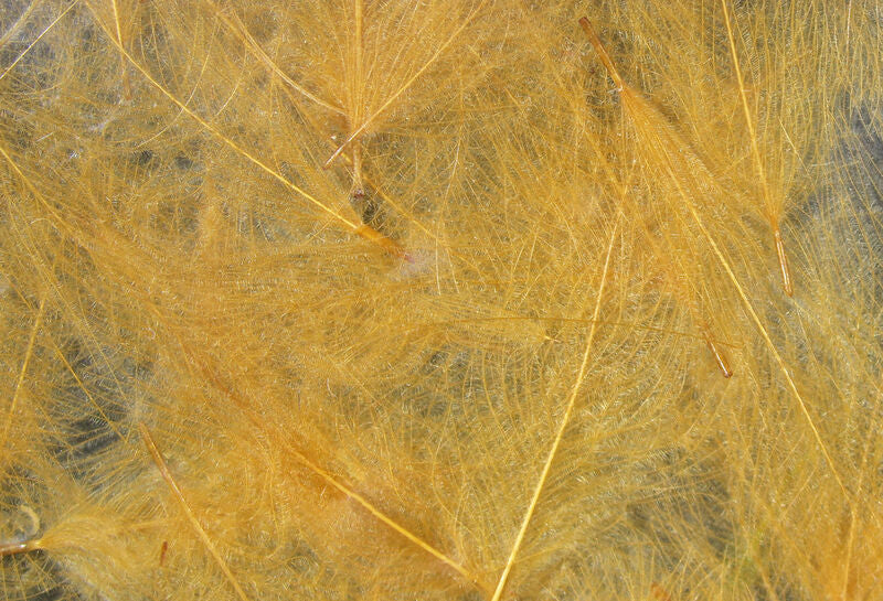 CUL DE CANARD FEATHER