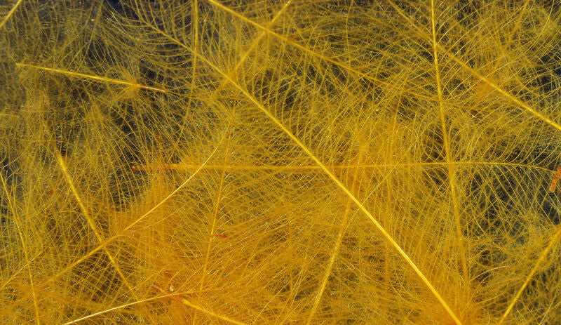 CUL DE CANARD FEATHER