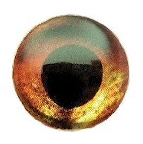 FISH SKULL LIVING EYES