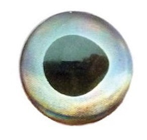 FISH SKULL LIVING EYES