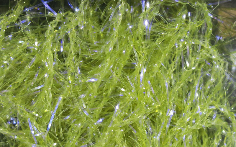 MICRO UV POLAR CHENILLE