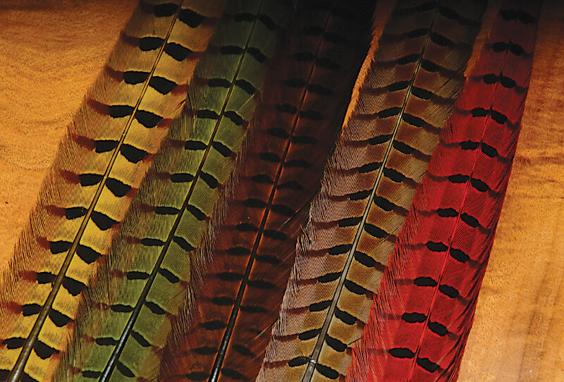 RINGNECK PHEASANT TAIL FEATHERS-HARELINE