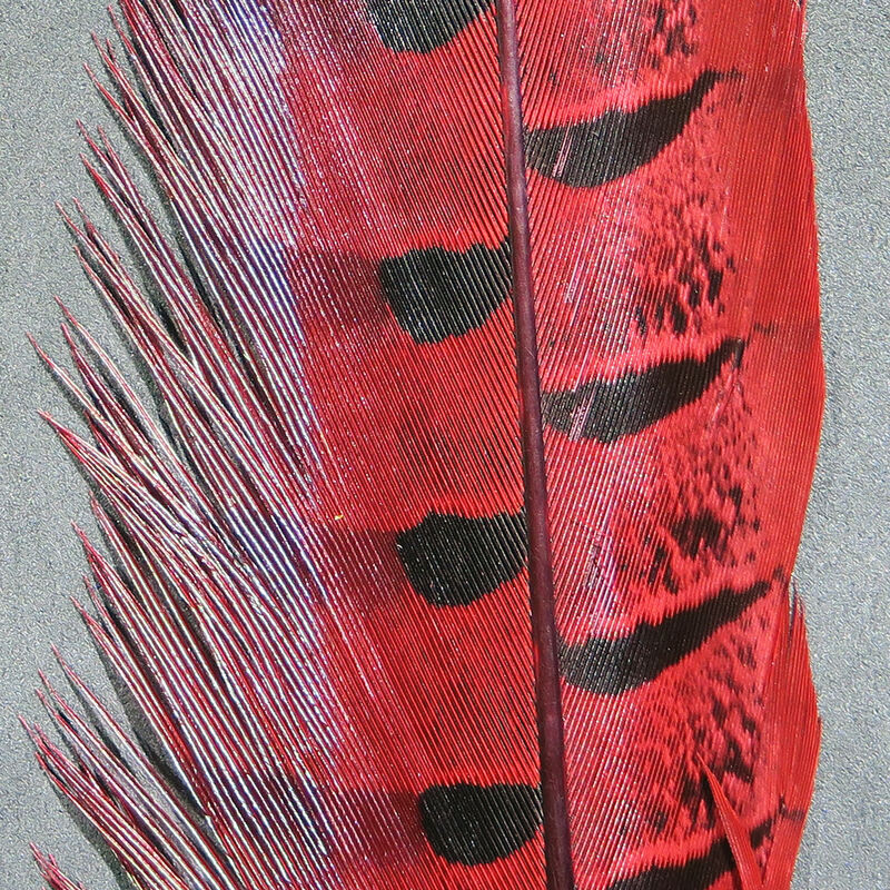 RINGNECK PHEASANT TAIL FEATHERS-HARELINE