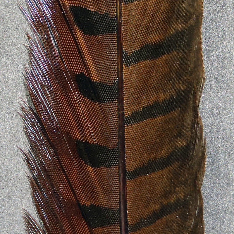 RINGNECK PHEASANT TAIL FEATHERS-HARELINE