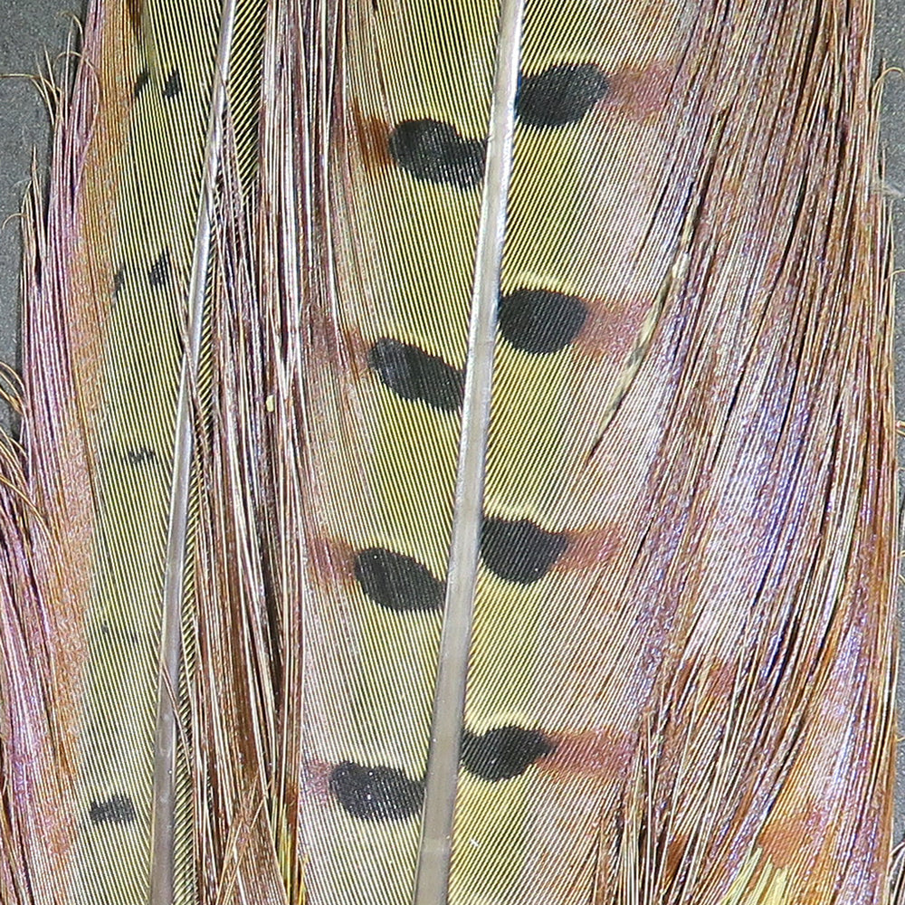 RINGNECK PHEASANT TAIL FEATHERS-HARELINE
