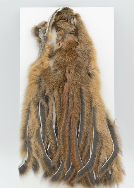 PINE SQUIRREL SKIN, ZONKED
