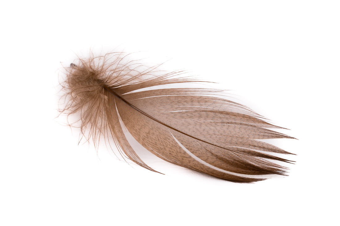 MALLARD BARRED FLANK