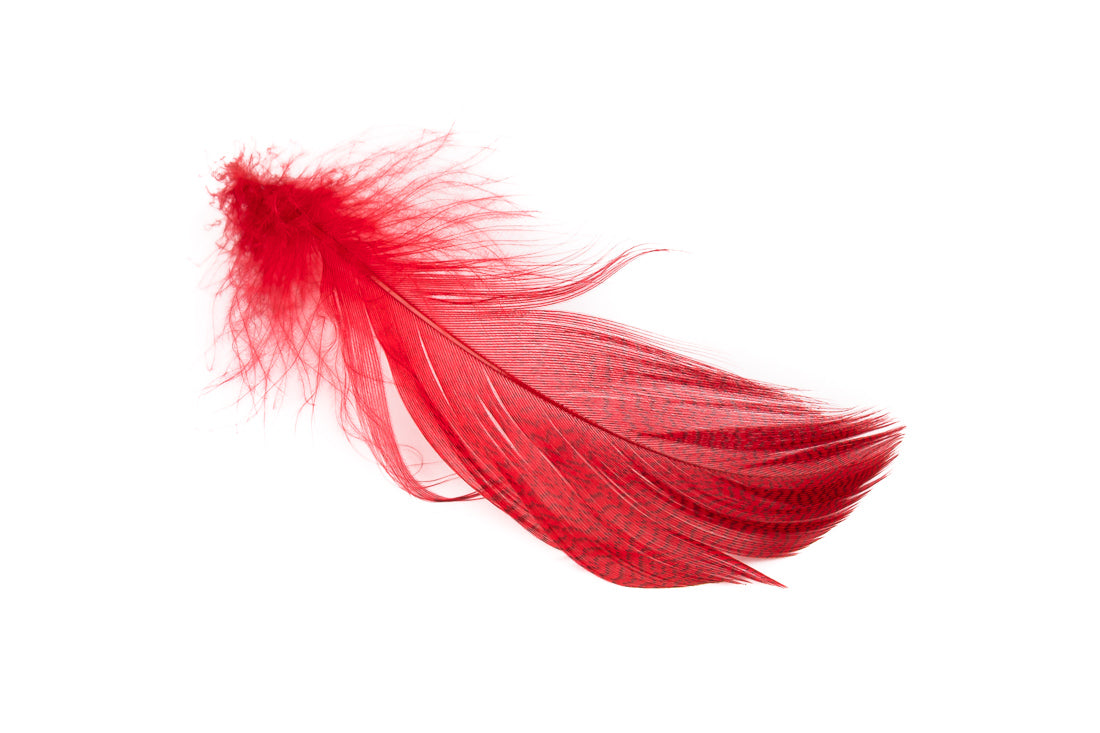 MALLARD BARRED FLANK